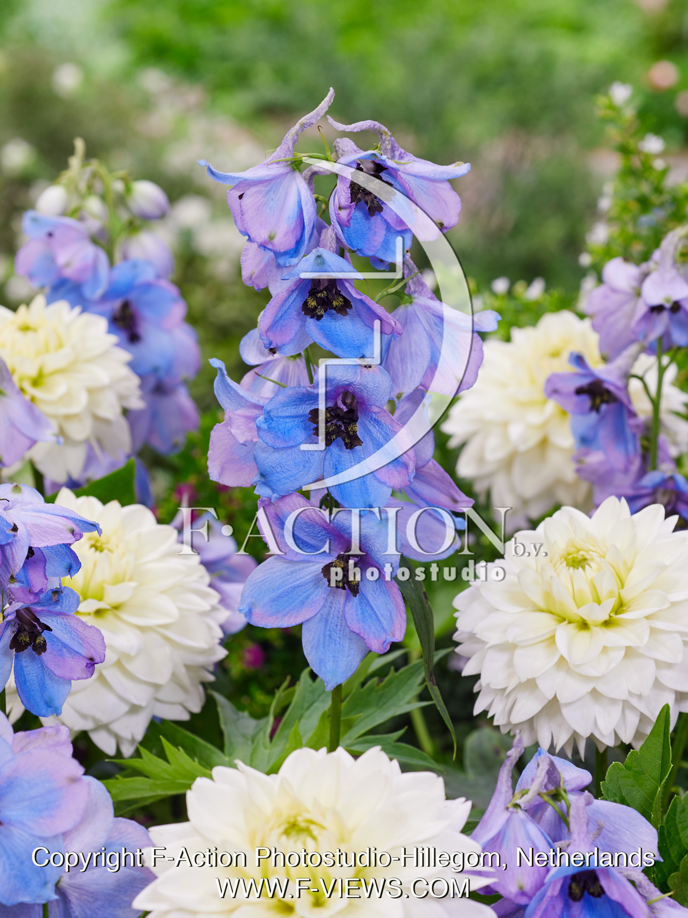 Morgentau and Dahlia Polar Ice