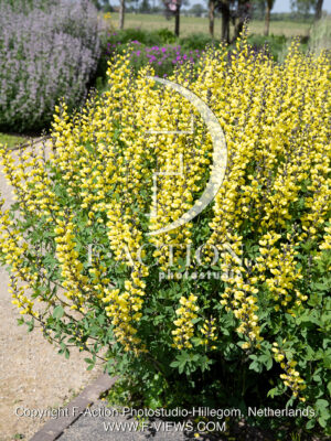 sphaerocarpa Screamin Yellow
