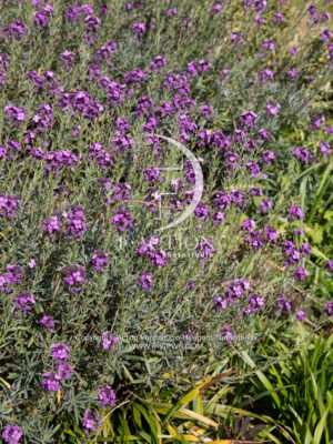 bowles Mauve