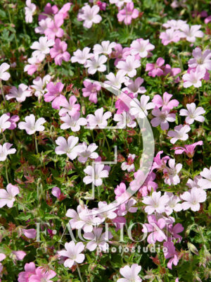 oxonianum Rose Clair