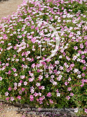 oxonianum Rose Clair