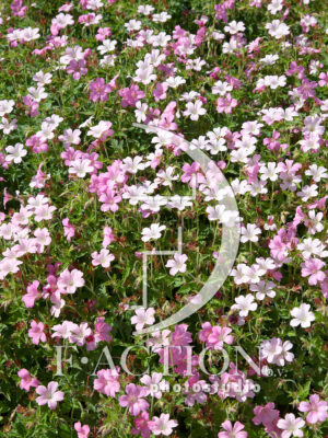 oxonianum Rose Clair