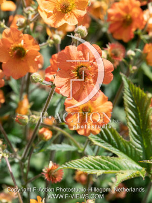 Totally Tangerine