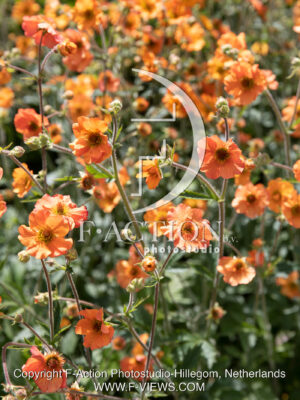 Totally Tangerine