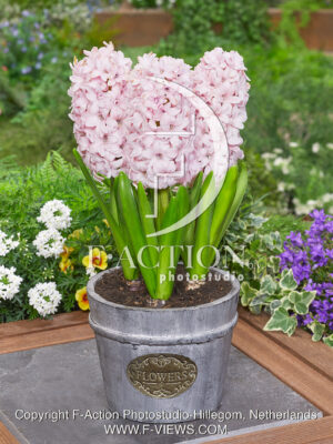 Pink China