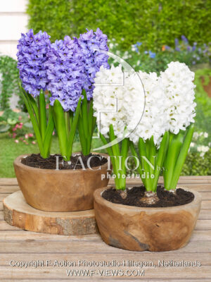 Blue and White Mixed