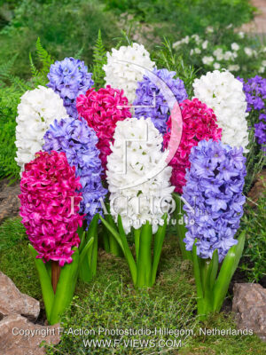 Garden Mixed