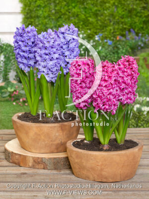 Pink and Blue Mixed