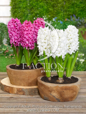 Pink and White Mixed