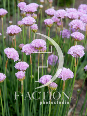 maritima Light Pink