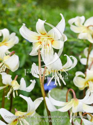 White Beauty