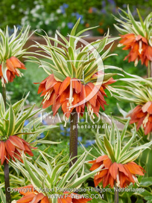 imperialis Argenteovariegata