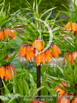 Garland Star