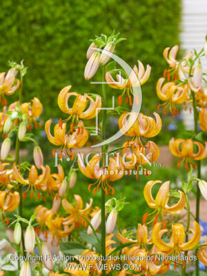 Guinea Gold