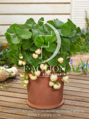 Strawberryplant-white strawberry's