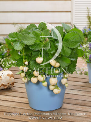 Strawberryplant-white strawberry's