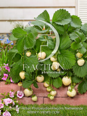 Strawberryplant-white strawberry's