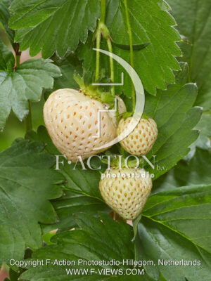 Strawberryplant-white strawberry's