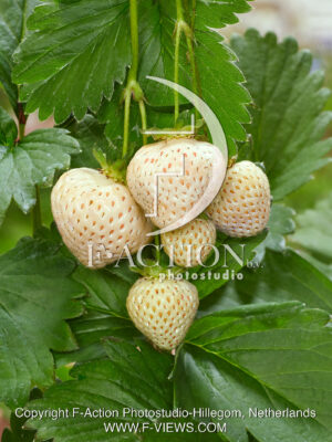 Strawberryplant-white strawberry's