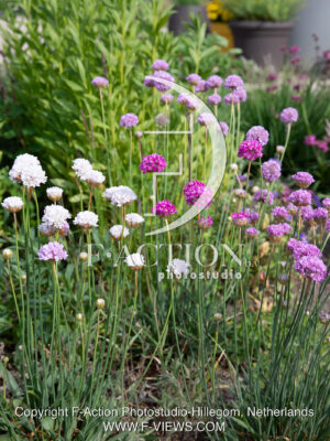 maritima Light Pink Mixed