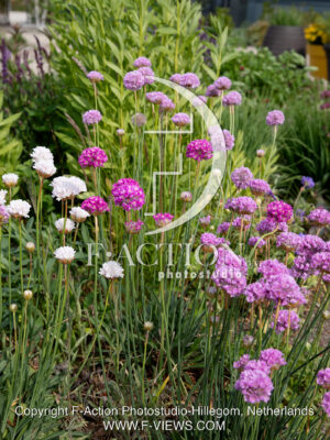 maritima Light Pink Mixed