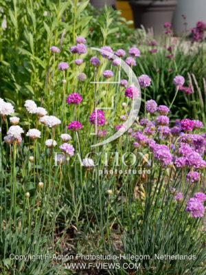 maritima Light Pink Mixed