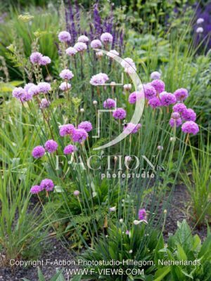 maritima Two Tone Pink