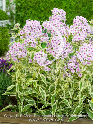 paniculata Nora Leigh