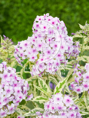 paniculata Nora Leigh