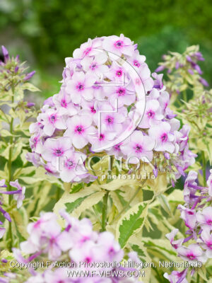 paniculata Nora Leigh