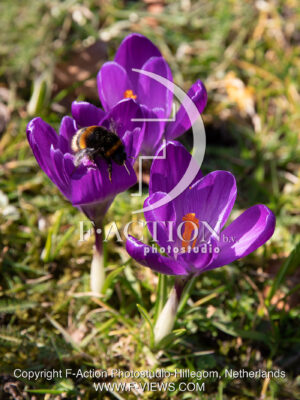 vernus Purple