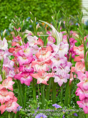 Charming Mixed
