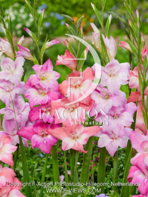 Charming Mixed