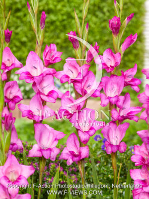 Summer Jewel