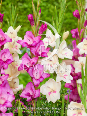 Summer Jewel and Carine Mixed
