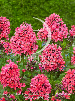 paniculata Cleopatra
