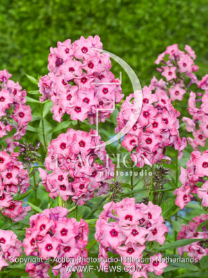 paniculata Fairytale of the Ural