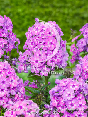 paniculata Katja