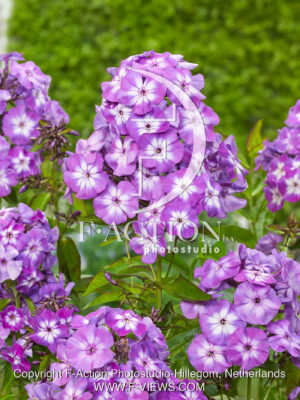paniculata Laura