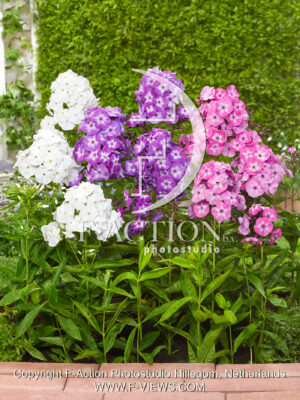 paniculata Mixed