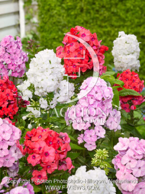 paniculata Painters Mixed