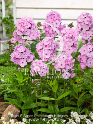 paniculata Picasso