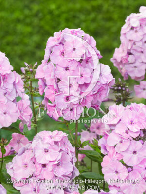 paniculata Picasso