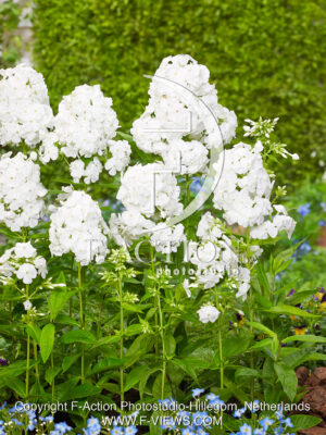 paniculata Rembrandt