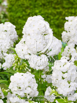 paniculata Rembrandt