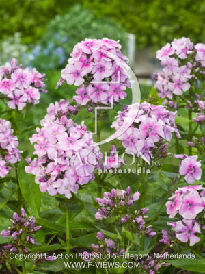Pink-White