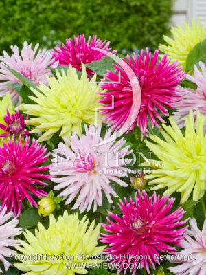 Cactus Mixed