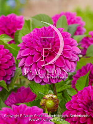 Purple Fox
