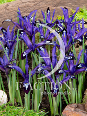 reticulata Blue Note