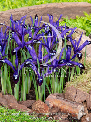 reticulata Blue Note